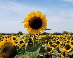Feedback of sunflower seed packing machine